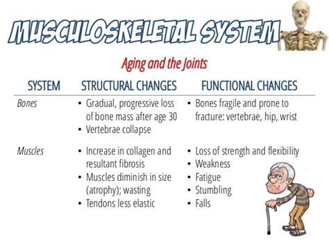 Musculoskeletal System Anatomy And Assessment