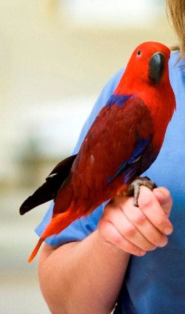 Caring For Pet Birds