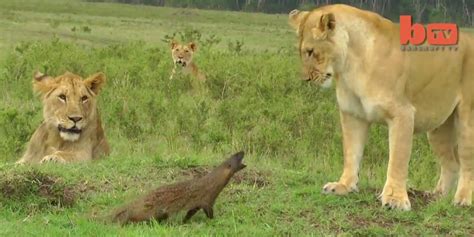 Mongoose Fights Off Lions Shows Us The Definition Of Courage Huffpost