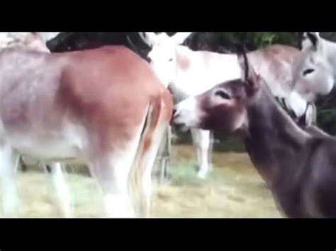 Burro Trying To Mate With A Huge Hybrid Donkey Youtube
