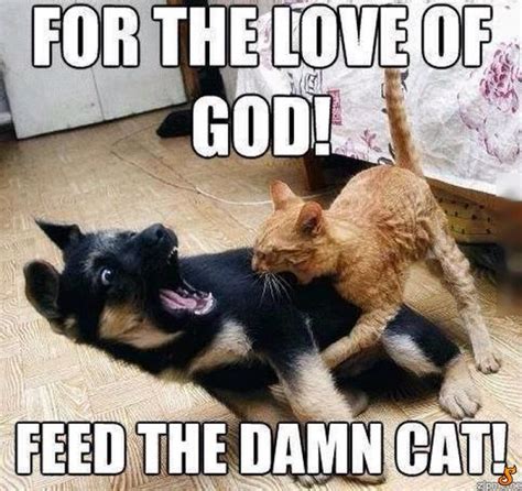 Feed Me Funny Cat Memes Funny Quotes Hilarious Love Truths Funny