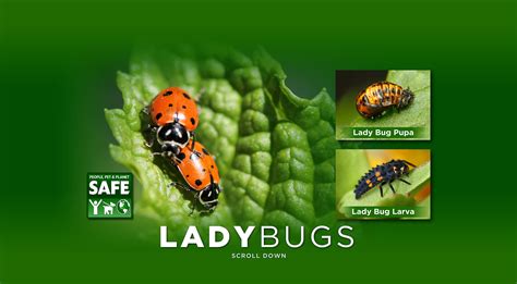 Lady Bugs Organic Control Inc