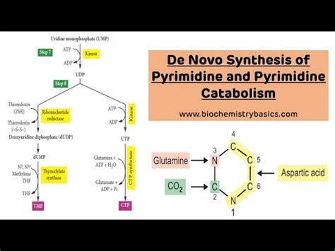De Novo Pyrimidine Synthesis And Catabolism Pyrimidine Metabolism