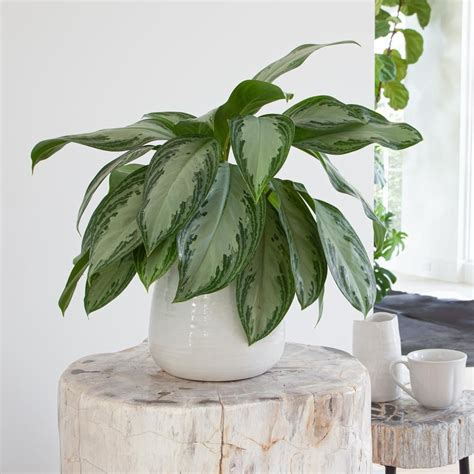 Chinese Evergreen Silver Bay Hanging Plants Floor Plants Chinese