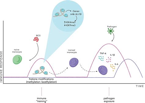 Frontiers Bcg Induced Cross Protection And Development Of Trained