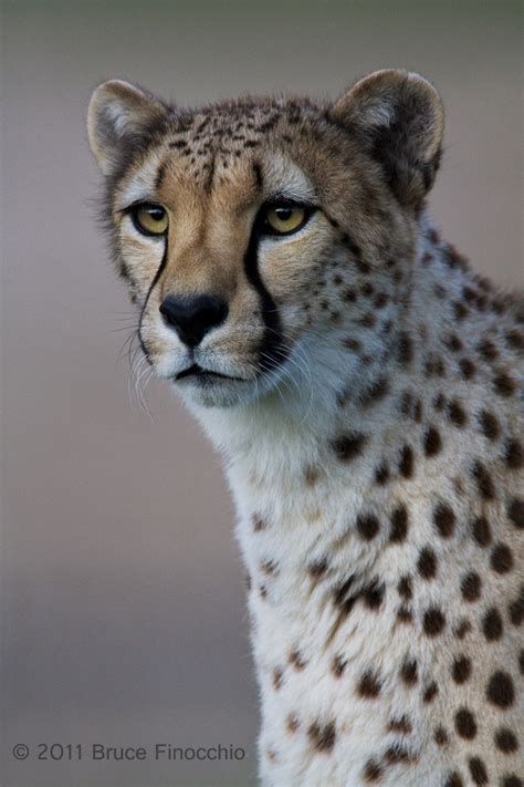 Cheetah Portrait Archives Dream Catcher Images By Bruce Finocchio