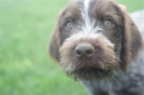 Find german wirehaired pointer puppies and breeders in your area and helpful german wirehaired pointer information. AKC German Wirehaired Pointer puppies for Sale in Delta ...