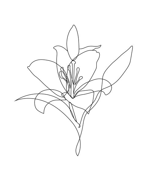 One line art of rose flower continuous single lines drawing free template. Lily floral sketch Clipart PNG Digital Design Download ...