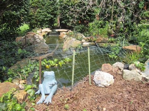 Protecting Your Fish From Predators Oh What A Beautiful Garden