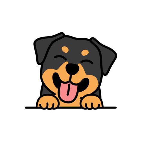 Drawing Of Pic Of Rottweiler Illustrations Royalty Free Vector