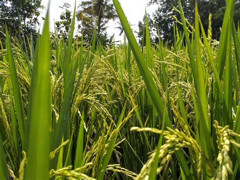 Asian Rice Oryza Sativa Plants Kew