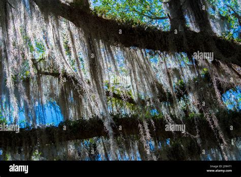 Spanish Moss Hanging From Trees Stock Photo Alamy