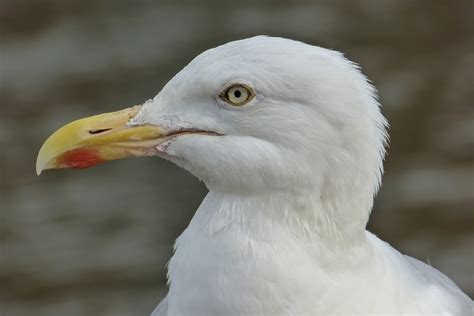 Free Images Bird Wing Seabird Seagull Wildlife Beak Fauna