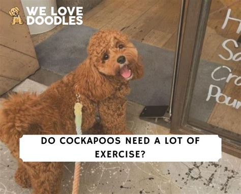 Do Cockapoos Need A Lot Of Exercise We Love Doodles
