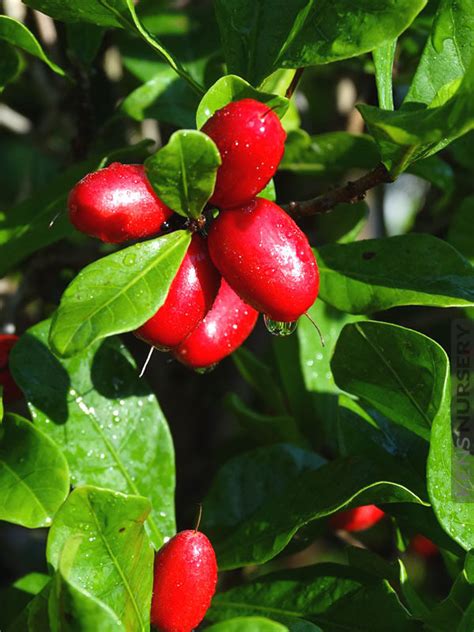 Amazing Miracle Fruit Miracle Berry Synsepalum Dulcificum Kens Nursery