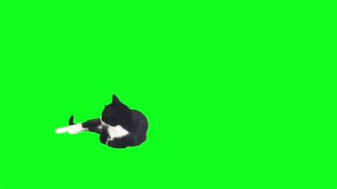 Kucing Green Screen Fhd Youtube