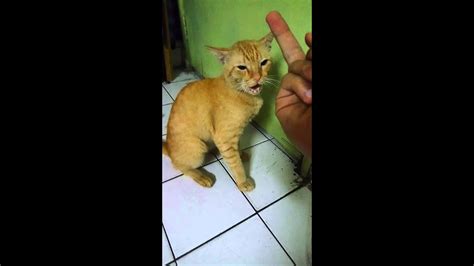 When You Point At Cat With Middle Finger Youtube