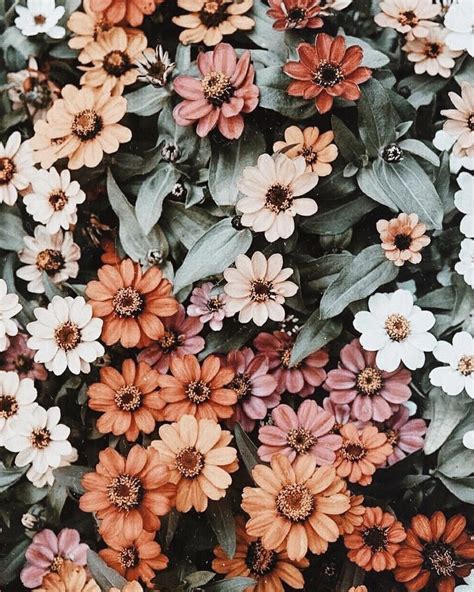 nice aesthetic flower wallpapers wallpaper cave