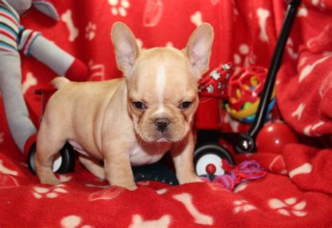 French Bulldog Lovely French Bulldog Puppy For Rehome Dogs For Sale