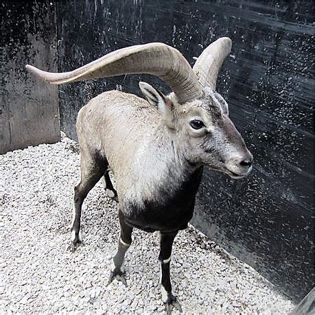 Find goats for sale in canada | visit kijiji classifieds to buy, sell, or trade almost anything! Pin by Animals For Sale on Animals For Sale (With images ...