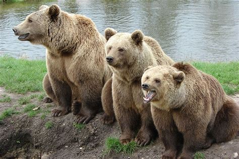 Grizzly Bear Vs Kodiak Bear Vs Brown Bear Whats The Difference