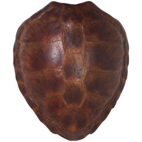 We invite you to throw your towel down in the sand, settle in, and browse the fabulous offerings at beach decor shop. Faux Green Turtle Shell at 1stdibs