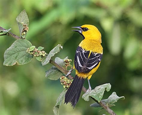 Wings Birding Tours To Guyana Photo Slideshow