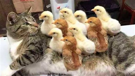 Cute and Funny Pets – 1Funny.com