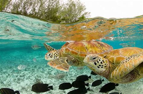 Awesome Ocean Turtles ~ Cool Wallpapers