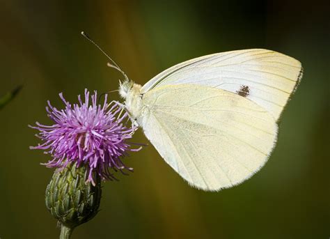 Small White Explored Small White Pieris Rapae Sipping Flickr