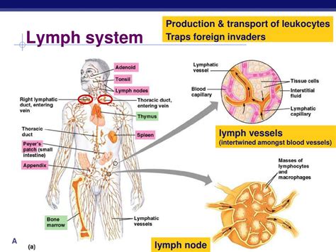 Ppt Immune Lymphatic System Powerpoint Presentation Free Download