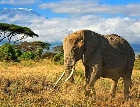 15 top rated tourist attractions in kenya phenomsafaris
