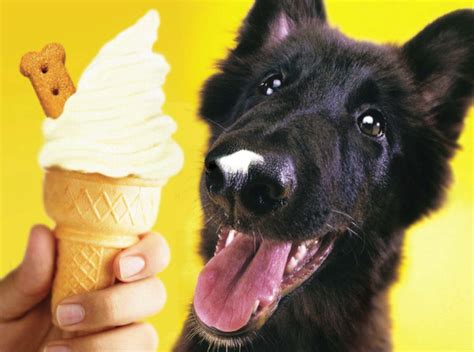 It even encourages them to drink more and keeps them entertained can cats eat ice cream? "Can dogs have ice-cream ?" - Dogs Monthly