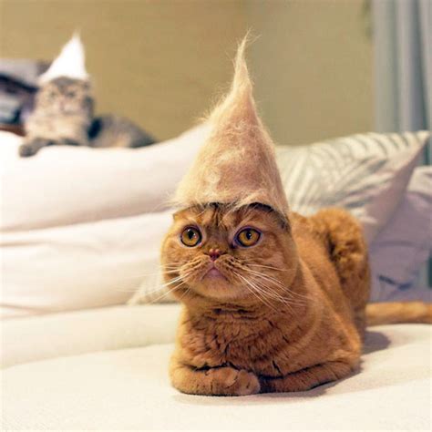 Cats Wearing Hats Made From Their Own Hair Is My New