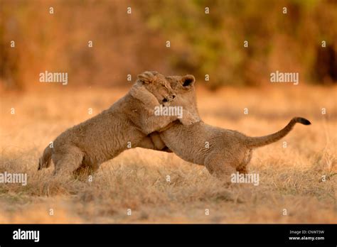 Lion Fighting Hi Res Stock Photography And Images Alamy