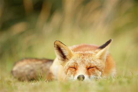 Sleepy Fox Is Sleepy Iii Photograph By Roeselien Raimond