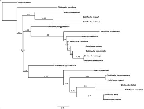 Distichodus Species Tree Generated Using The Coalescence Based Method