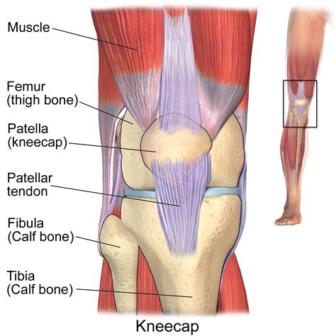 Knee Ligament Diagram Photos