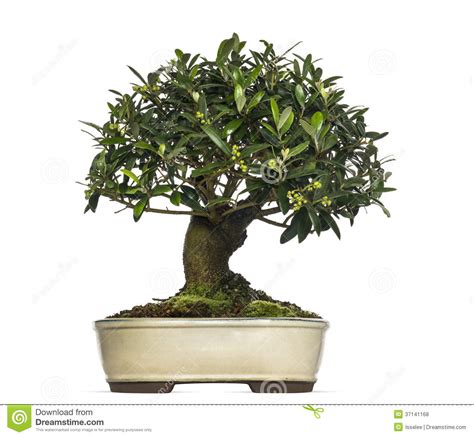 Olive Bonsai Tree Olea Europaea Isolated Royalty Free Stock Photos