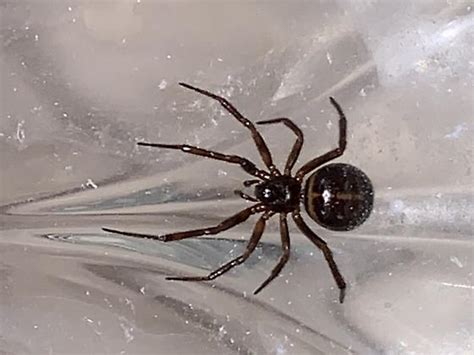 Spider In Basementbedroom Steatoda Borealis Bugguidenet