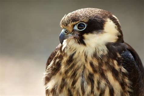 Bird Predator Profile Falcon Wallpapers Hd Desktop