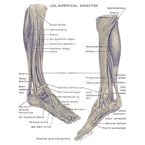 Muscles Of The Leg Anterior View
