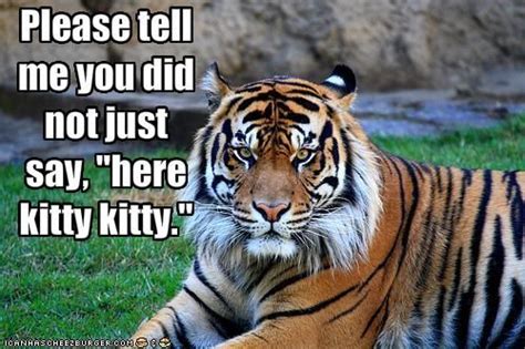 49 Funny Tiger Memes Graphics Pictures Images And Photos Picsmine