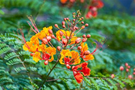 How To Grow And Care For Red Bird Of Paradise