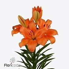 Lily LA Cantello 80cm Wholesale Dutch Flowers Florist Supplies UK