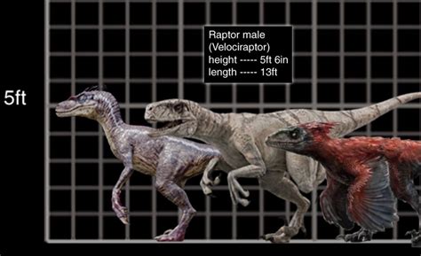 Velociraptor Size Comparison