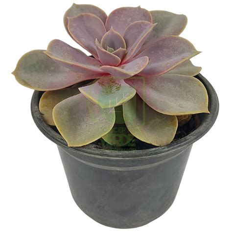 Echeveria Rosa Persa