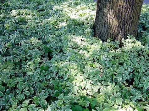 How To Plant Ivy Ground Cover