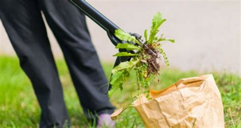 9 Astuces Pour Enlever Les Mauvaises Herbes Facilement