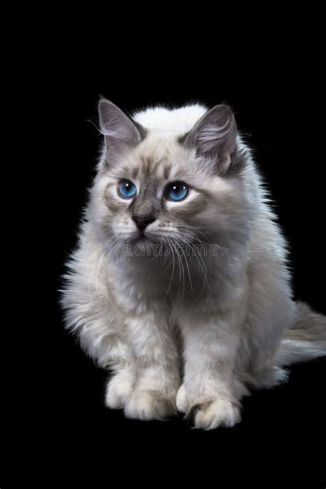 Funny Little Blue Eyed White Cat Isolated On Black Stock Photo Image